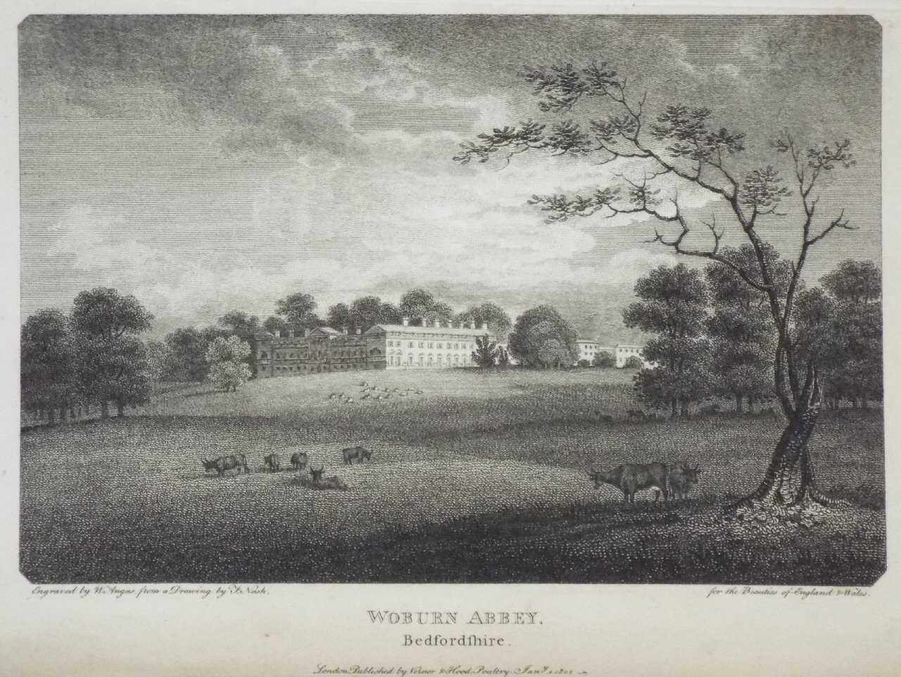 Print - Woburn Abbey, Bedfordshire. - Angus